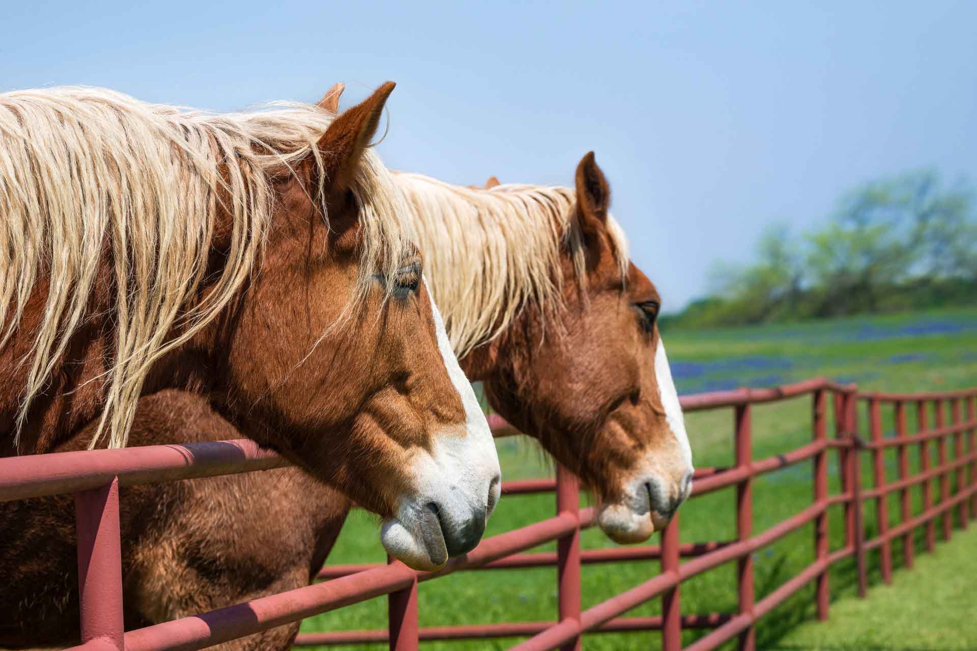 Seguros ecuestres en Mallorca para caballos, yeguadas y eventos hípicos