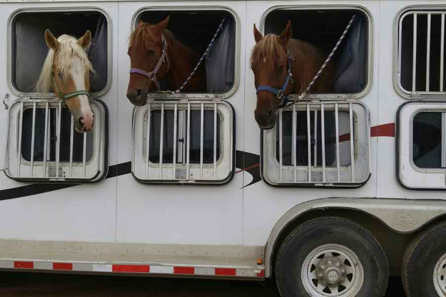 Servicios Ecuestres | BCS Mallorca Transporte equino<br />